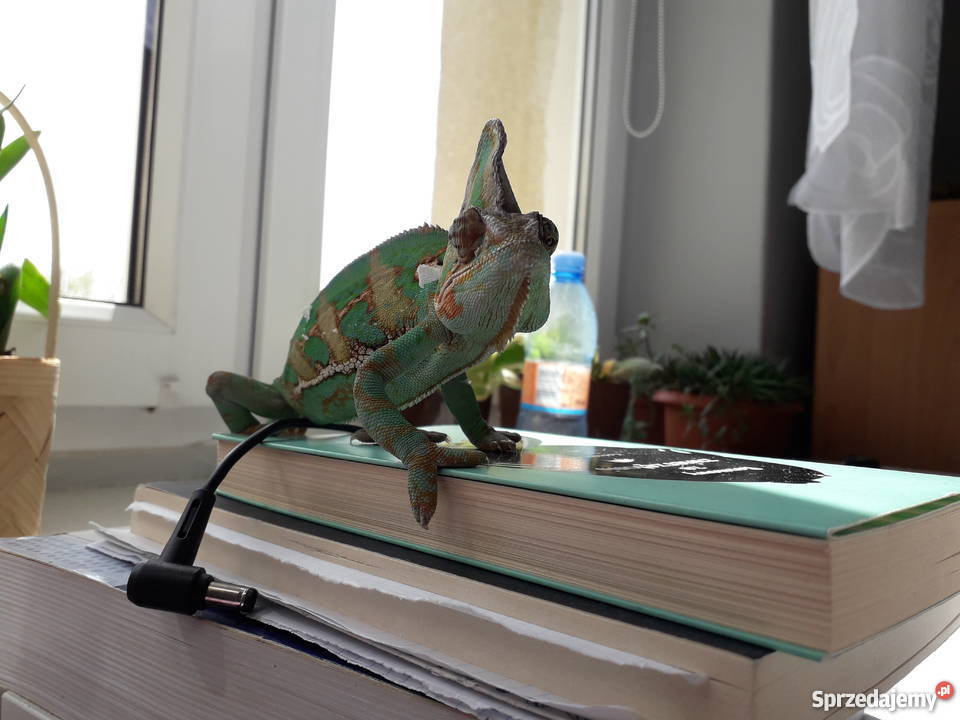 kameleon jemeński z terrarium Poznań