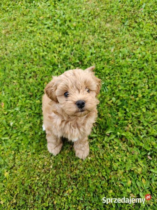 Szczenięta Maltipoo Maltańczyk Pudel Toy Zręcin sprzedam