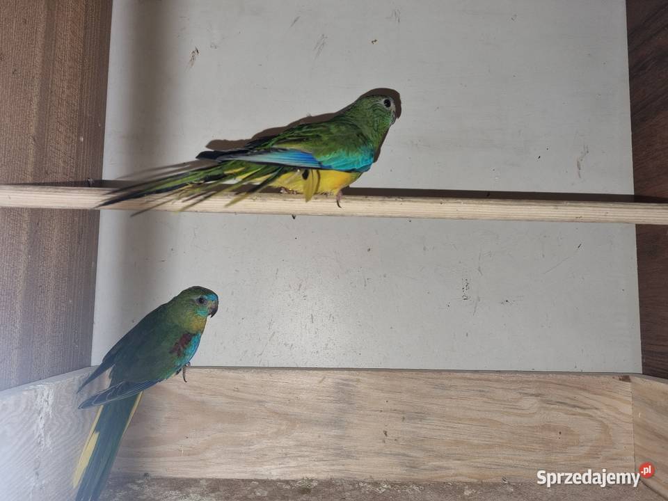 Łąkówka turkusowa Rybnik