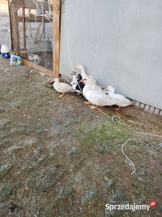 Kaczki sprzedam lubuskie Lubiszyn