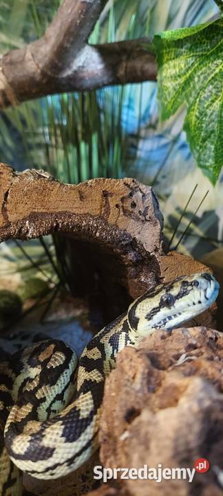 Morelowa Spilota śląskie