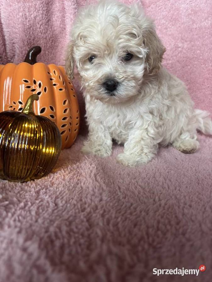 Maltipoo piesek F1 biszkoptowy Częstochowa