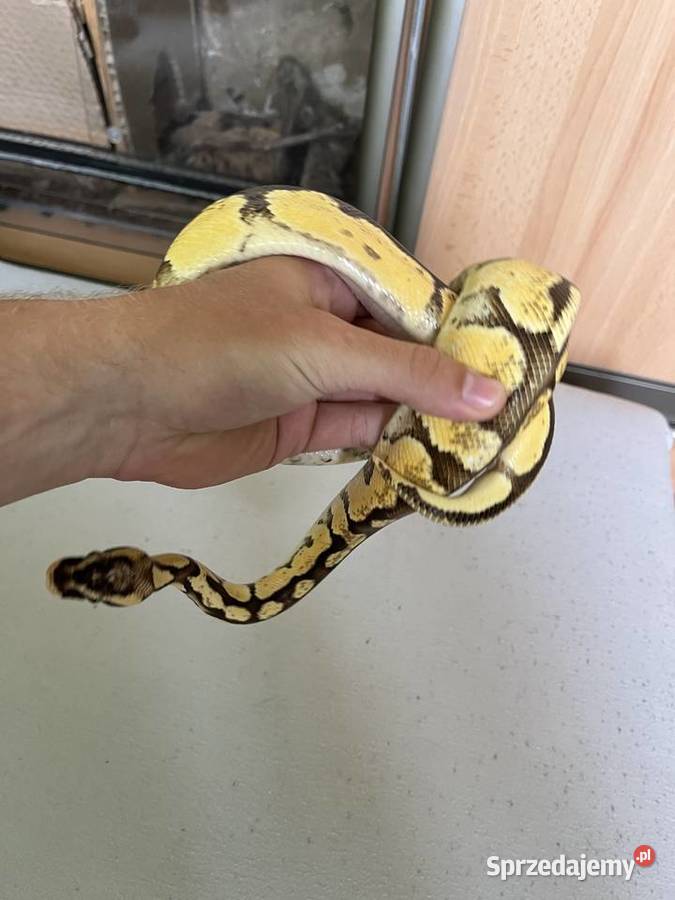 Pyton królewski młody samiec Grodzisk Mazowiecki