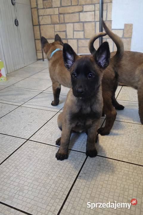 Owczarek Belgijski Malinois FCIZKWP Lubnów