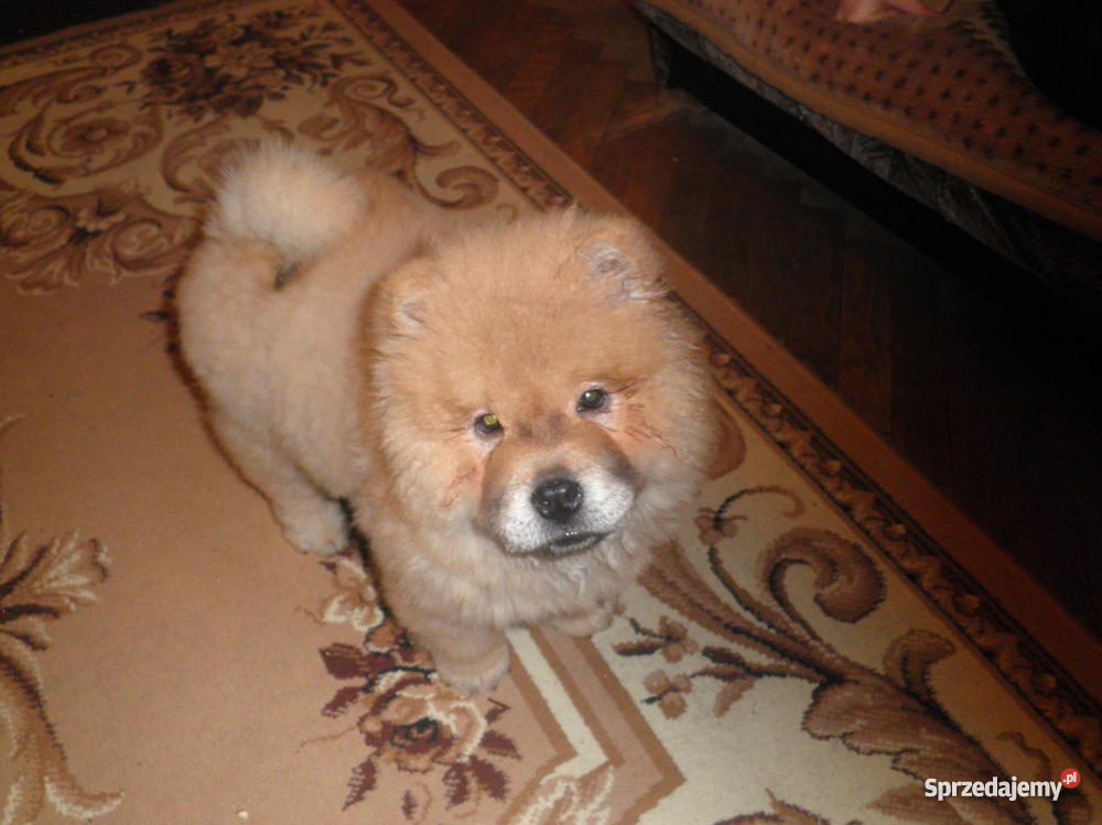 szczeniaka rasy ChowChow suczka Kraków