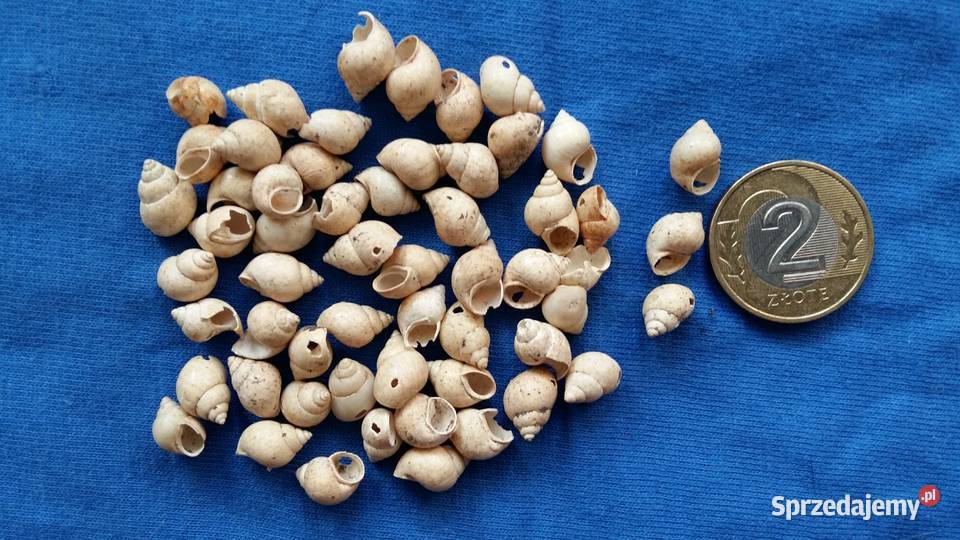 Muszelki naturalnemorskie beżowy sprzedam