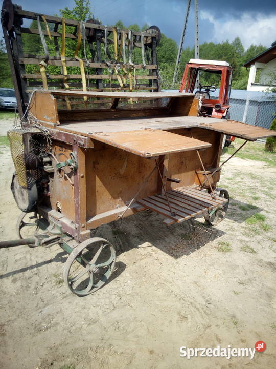 Gęsi białe domowe Drób i ptactwo mazowieckie Płachty