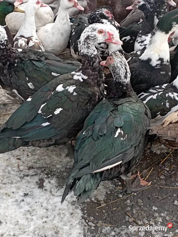 DOROSŁE Kaczory Kaczki rasy Piżmowej F do Uboju Golasowice sprzedam