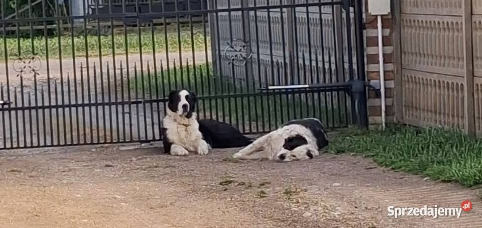 Owczarek Środkowoazjatycki Daszyna sprzedam