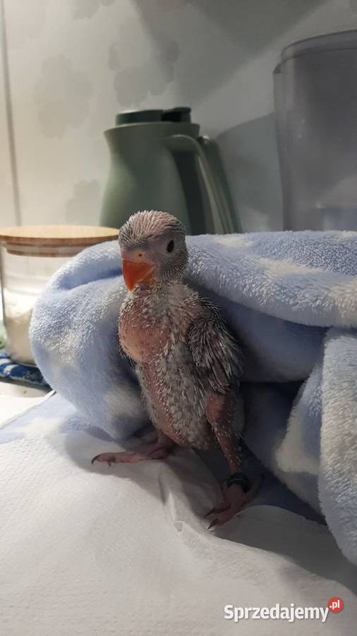 Aleksandrietta obrozna recznie karmiona sprzedam