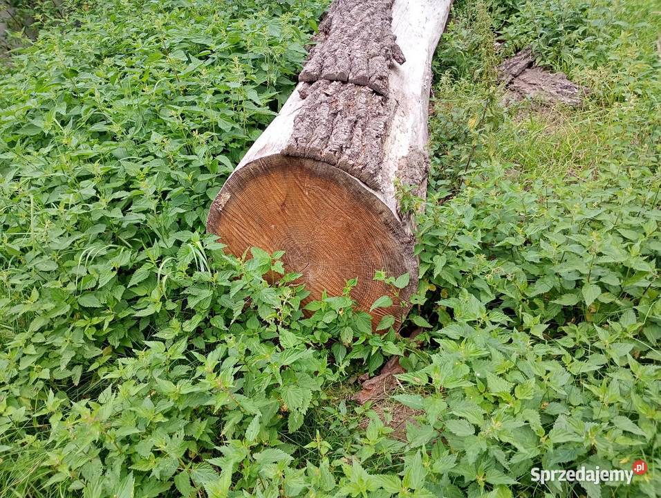 Drewno Dąb Bale Parszów sprzedam