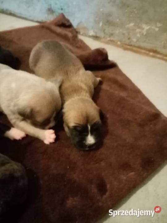 SUCZKA MARENGO Amstaff śląskie Dąbrowa Górnicza sprzedam