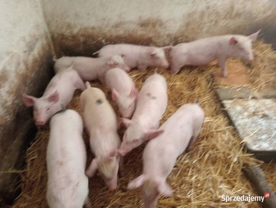 Prosięta prosiaki warchlaki 10 sztuk Strzałkowo