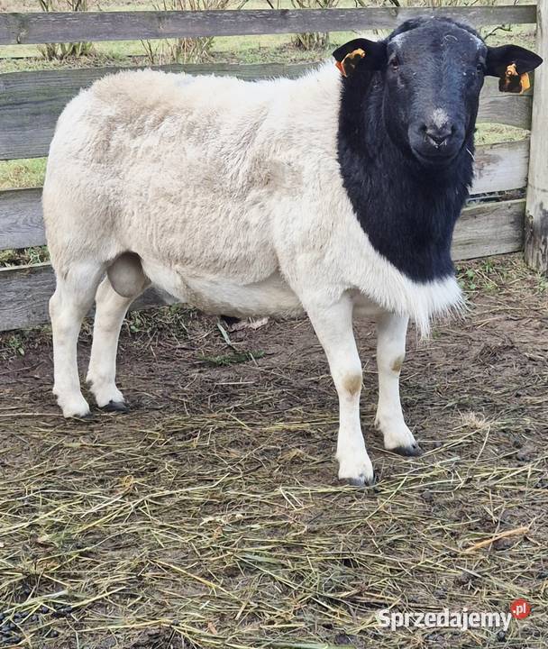 Baranek Dorper Kastrat Owce Baran