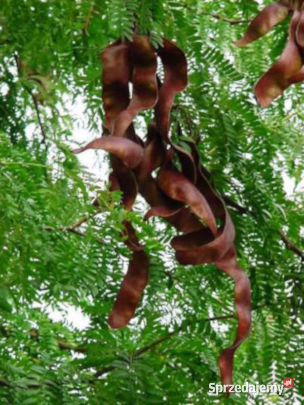GLEDICZJA TRÓJCIERNIOWA Gleditsia triacanthos kujawsko-pomorskie Lubanie sprzedam