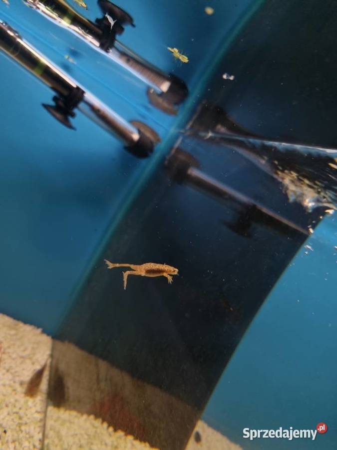 Karlik szponiasty Żaby akwariowe Rybnik sprzedam