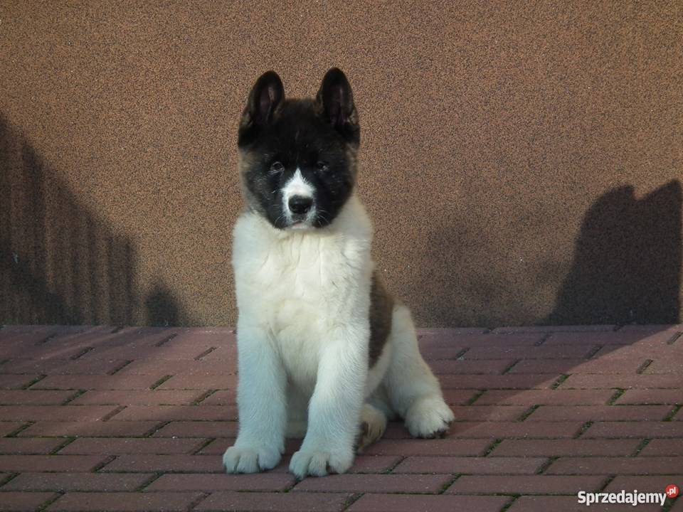 akita amerykańska mazowieckie Płońsk