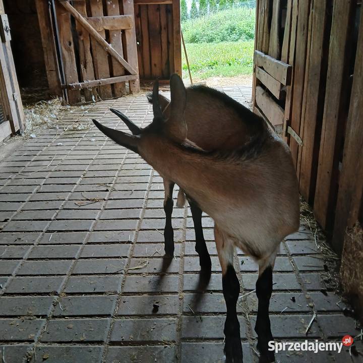 Młoda piękna kózka i koziołek rasy alpejskiej z kujawsko-pomorskie Radoszki