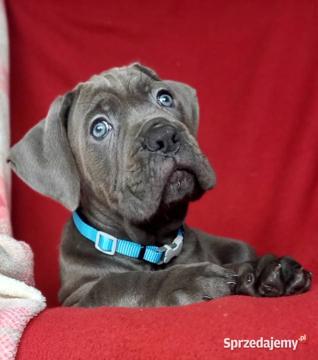 Cane Corso sunia Ksin Fargo Fci Lipno