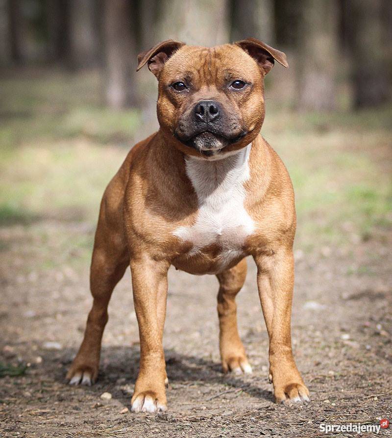 Staffordshire Bull Terrier Staffik Stafik Mak w Mazowiecki 