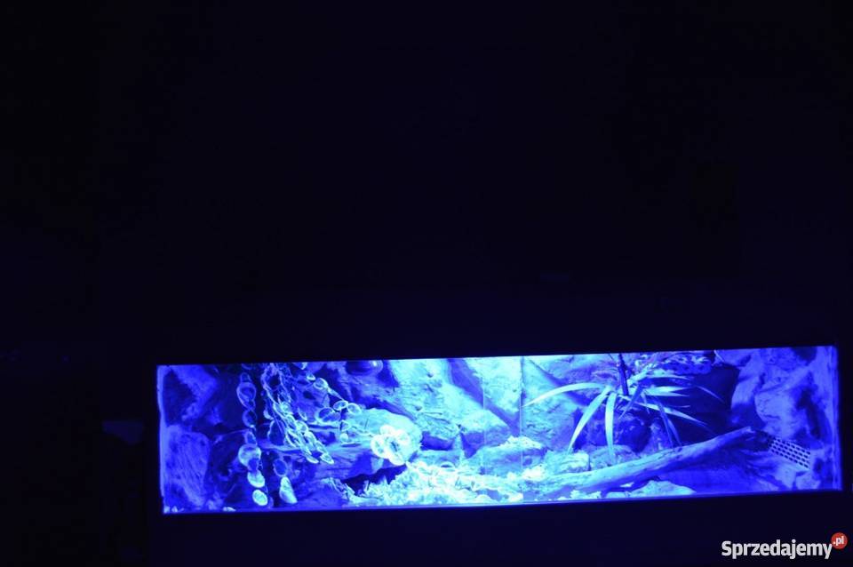 Terrarium 100x40x40 z mieszkańcem wąż zbożowy śląskie Zabrze