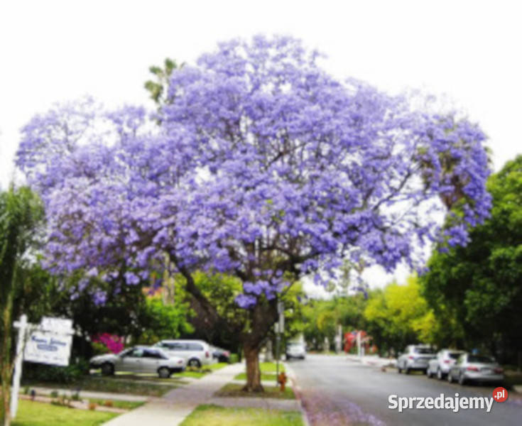 JAKARANDA MIMOZOLISTNA Jacaranda mimosifolia kujawsko-pomorskie Lubanie sprzedam