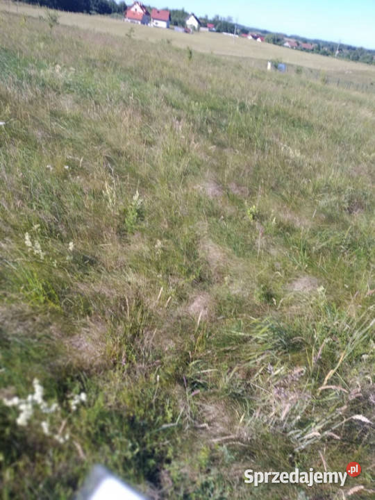 do miasta i do lasu z działki Jesionowo