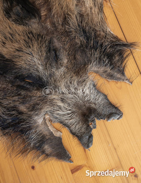 Dzik dekoracyjny skóra z dzika na podłogę skóra Szaflary