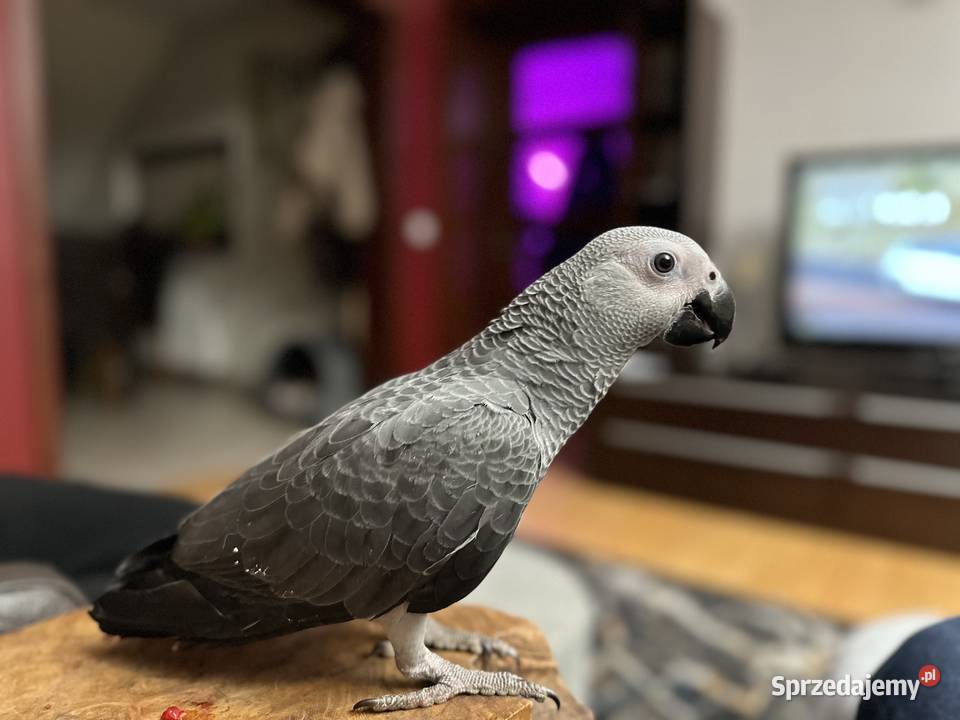 Papuga żako Ptaki opolskie Krapkowice