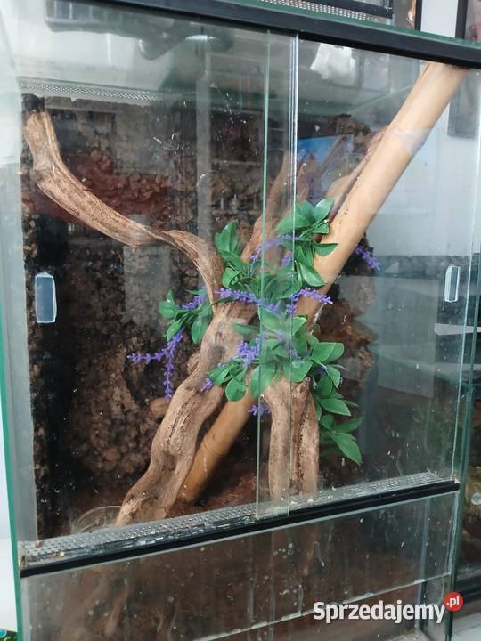 Gekon Orzęsiony Parka z terrarium łódzkie Głowno