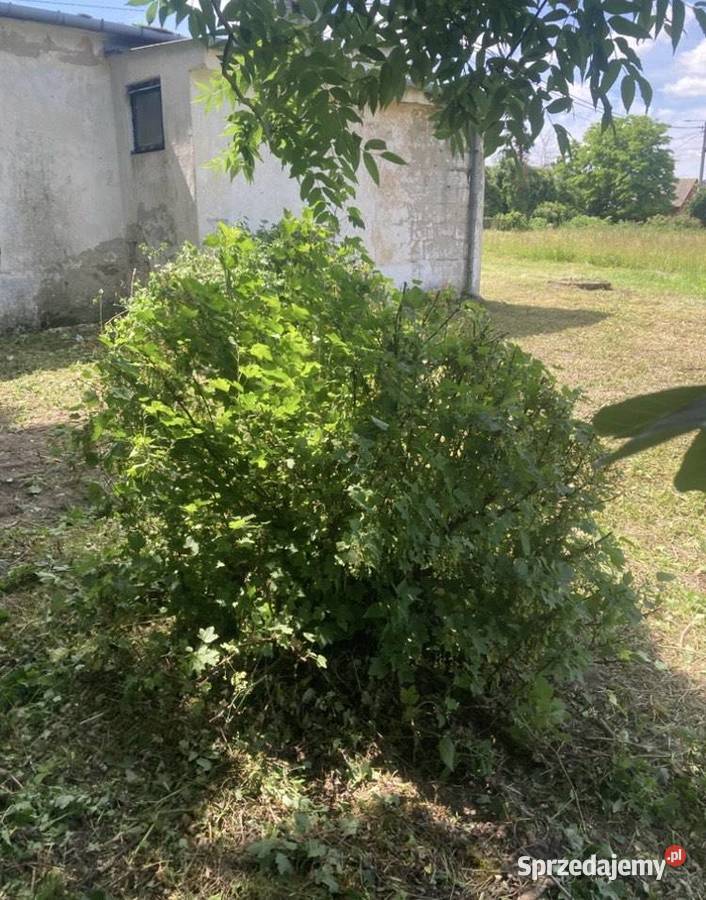 Działka z budynkiem byłej zlewni mleka sprzedam