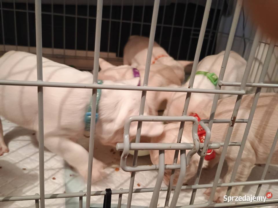 Wysokiej jakości krępe szczenięta buldoga