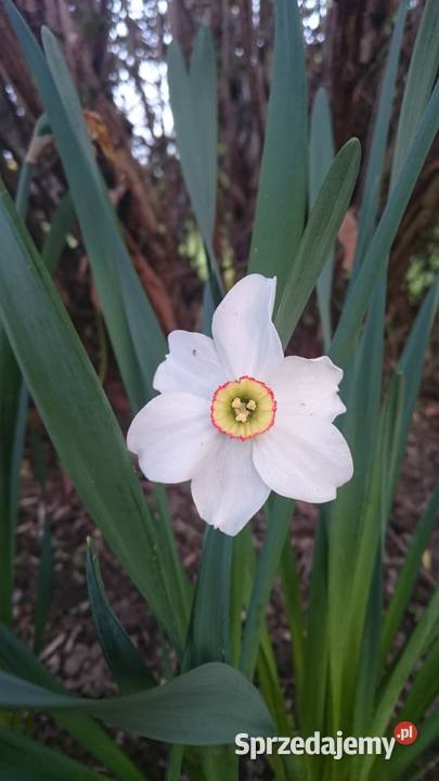 Narcyz biały Poeticus sadzonka Lublin