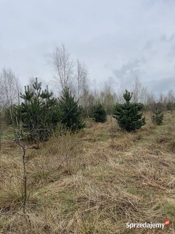 Sprzedam działkę budowlaną z warunkami zabudowy mazowieckie Korzyce