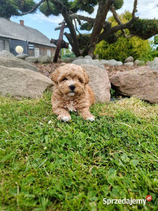 Szczenięta Maltipoo Maltańczyk Pudel Toy Zręcin