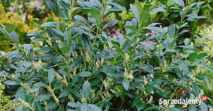 M LAUROWIŚNIA WSCHODNIA VAN NES 100 SZTUK Liściaste śląskie sprzedam