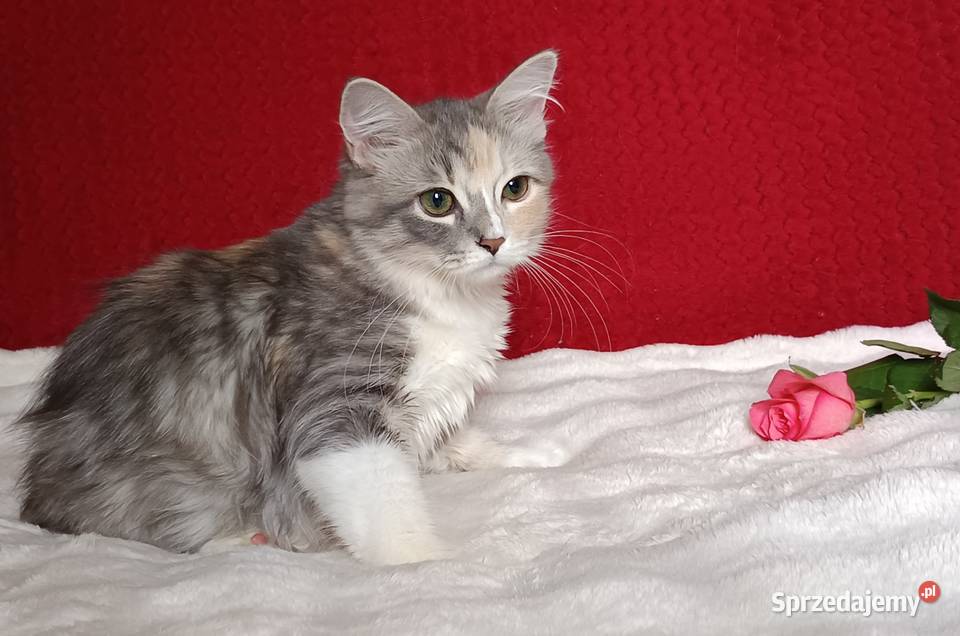 Koty Syberyjskie MAGIA ZKolakowegoDomu Kwilcz