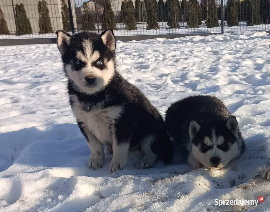 Szczeniaczki Siberian husky z elitarnym łódzkie