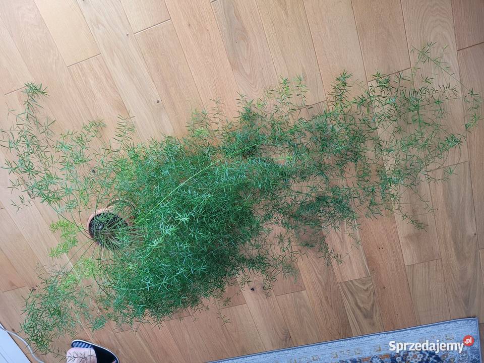 Kwiat asparagus Częstochowa