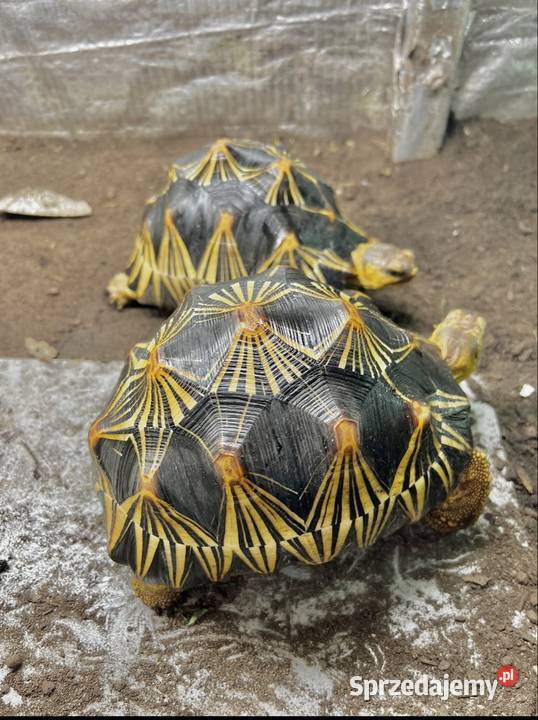 Żółw lądowy grecki promienisty lamparci Jeżów Sudecki