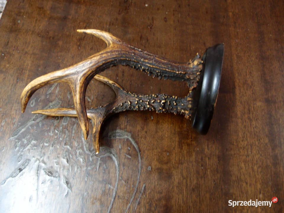 Poroże na drewnianej podstawie wys 24