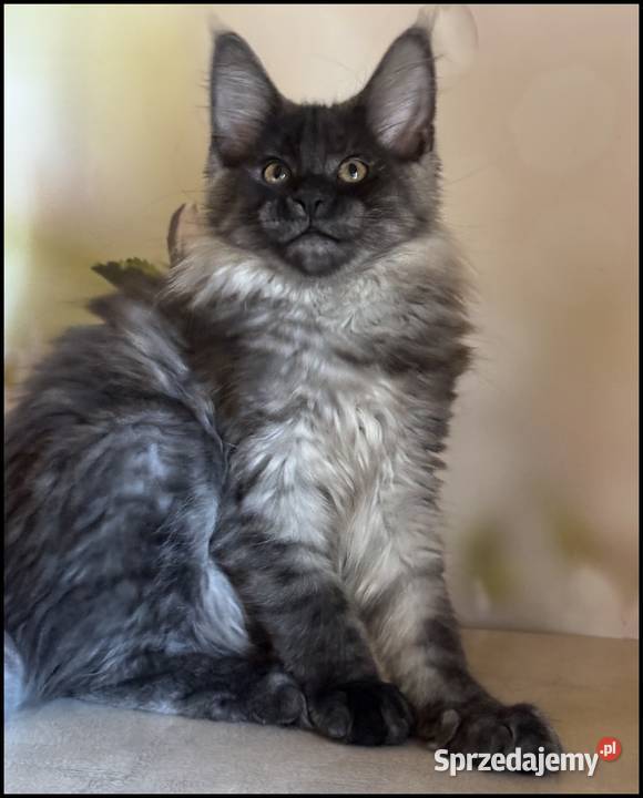 Koteczka Maine Coon Ofelia Zwierzęta małopolskie