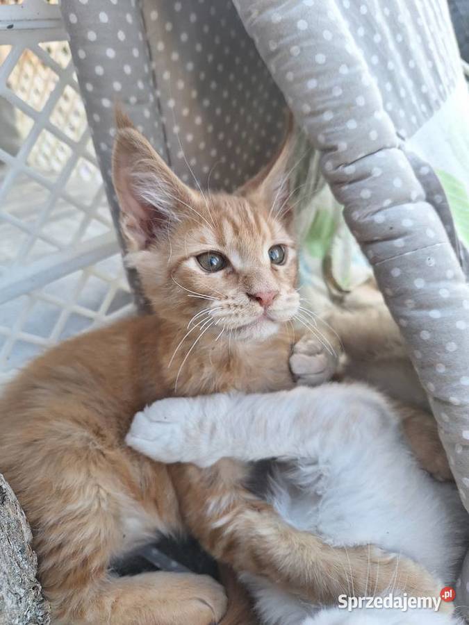 Piękny rudy Maine coon Żurawia sprzedam