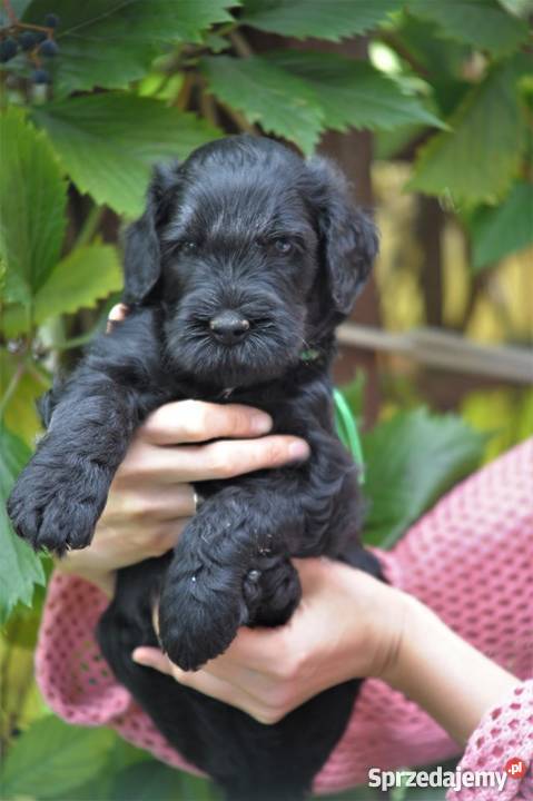 Czarny Terier szczeniaki ZKWPFCI zachodniopomorskie Szczecin sprzedam