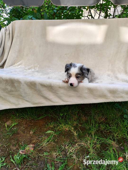 Suczka Border collie blue merle z rodowodem z Rymanów