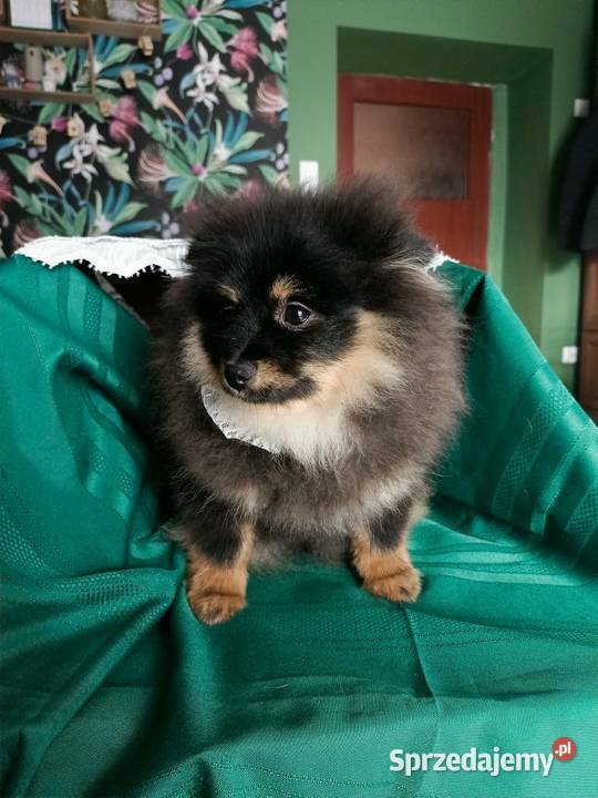 Mały Szpic Niemiecki piękne umaszczenie black Szpic miniaturowy