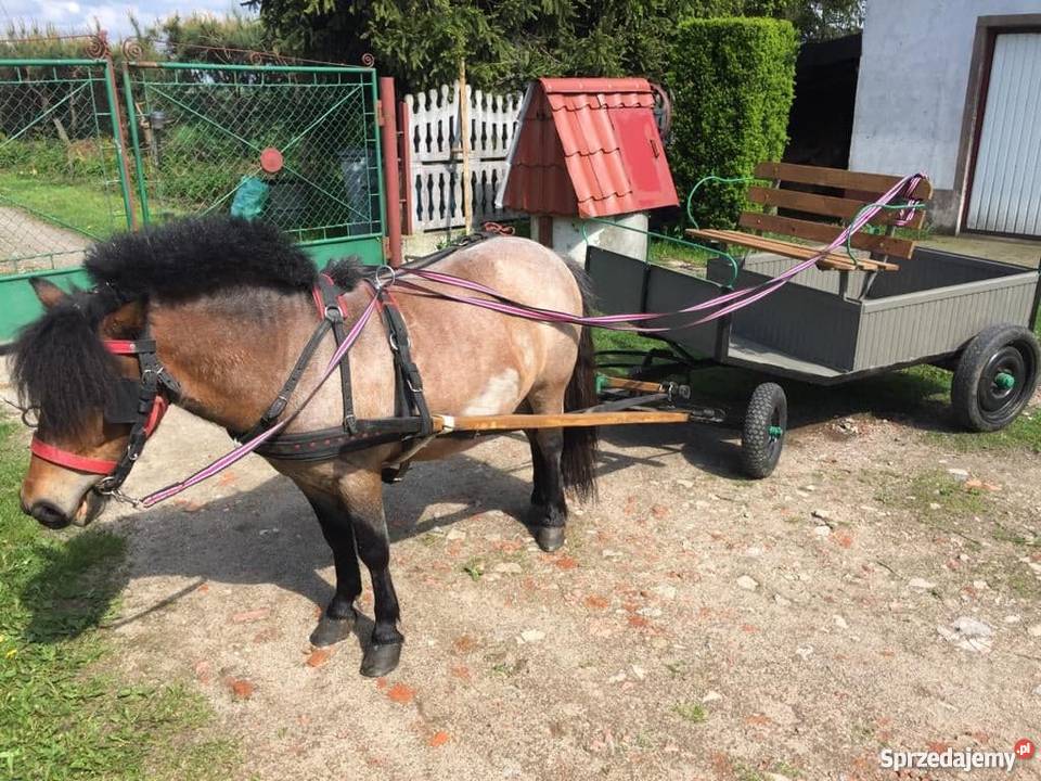 Kucyk wałach bryczka kujawsko-pomorskie Szabda