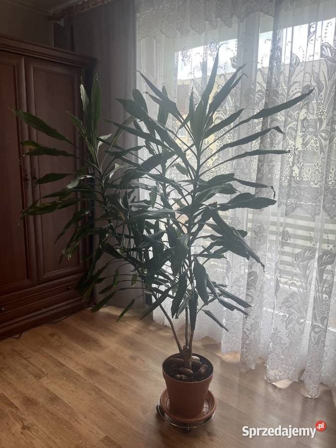 Sprzedam Piękną Dracenę Katowice