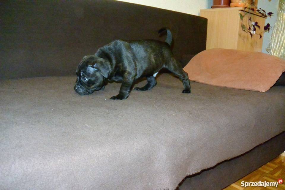 Staffordshire Bull Terrier Staffik Stafik Białystok