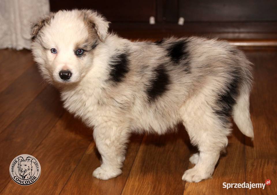 Border Collie coli szczeniak Blue Merle tricolor Jastrzębia